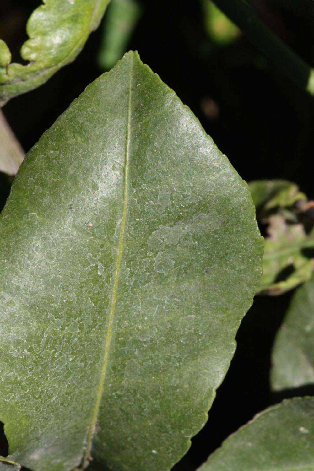              Margin (Riverside, CA)       